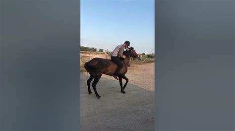 shemale riding compilation|Shemale Riding Cock Compilation Porn Videos .